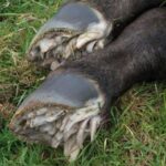 Baby Horse Hooves